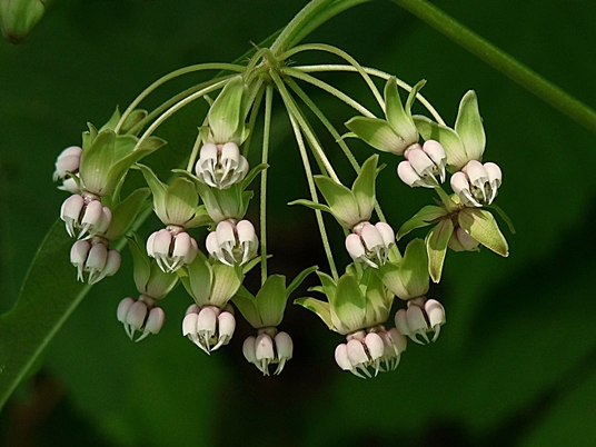 {Asclepias exaltata}